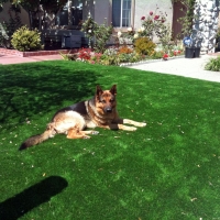 Artificial Pet Turf Adelphi Maryland for Dogs Back Yard