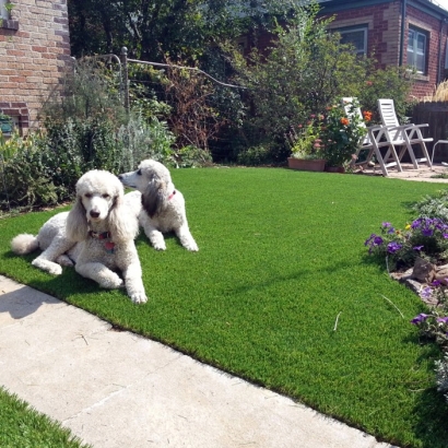 Artificial Pet Turf Springdale Maryland for Dogs