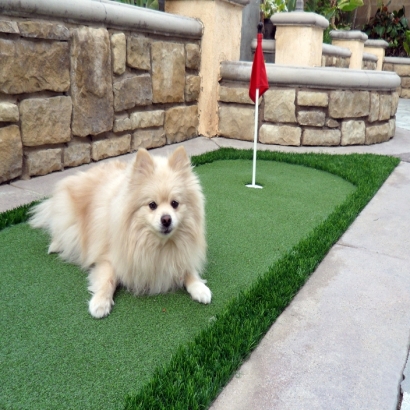 Fake Pet Grass North Chevy Chase Maryland Installation