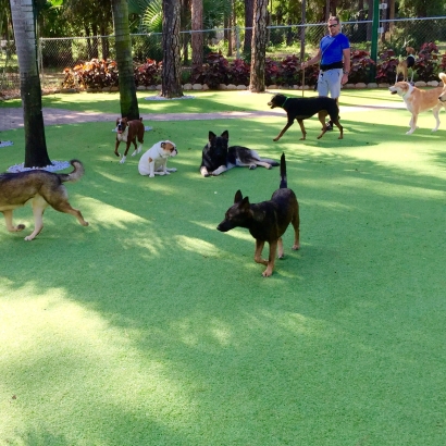 Grass Turf Cabin John, Maryland Pet Turf, Dog Kennels