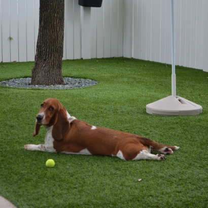 Outdoor Carpet New Market, Maryland Dog Pound, Dogs