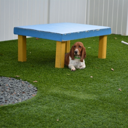 Synthetic Lawn Mellwood, Maryland Dog Hospital, Dogs Park