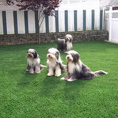 Synthetic Pet Grass Selby-on-the-Bay Maryland for Dogs