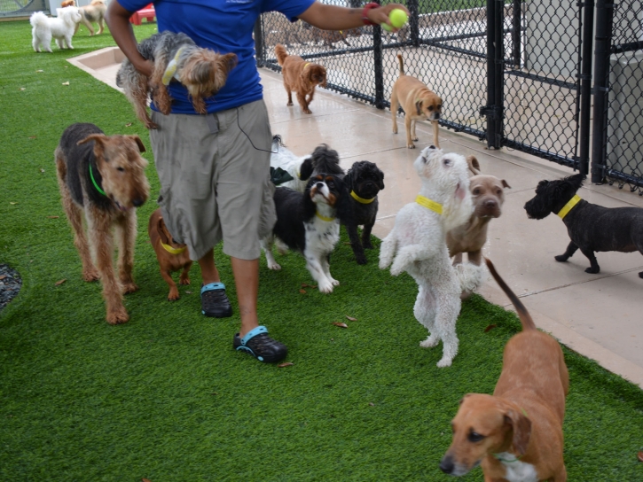 Artificial Grass Carpet Queenstown, Maryland Dog Grass, Grass for Dogs