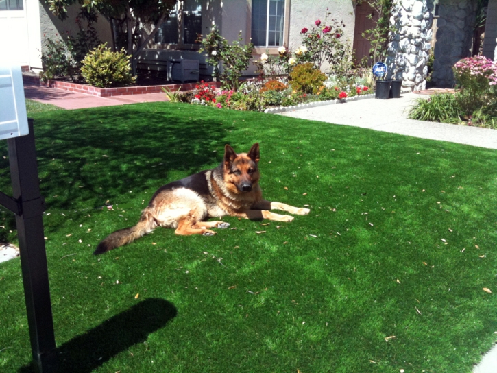 Artificial Pet Turf Adelphi Maryland for Dogs Back Yard