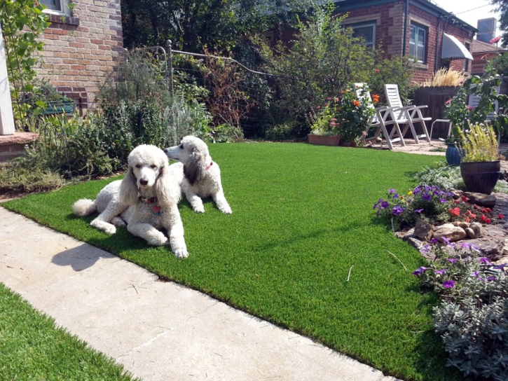 Artificial Pet Turf Springdale Maryland for Dogs