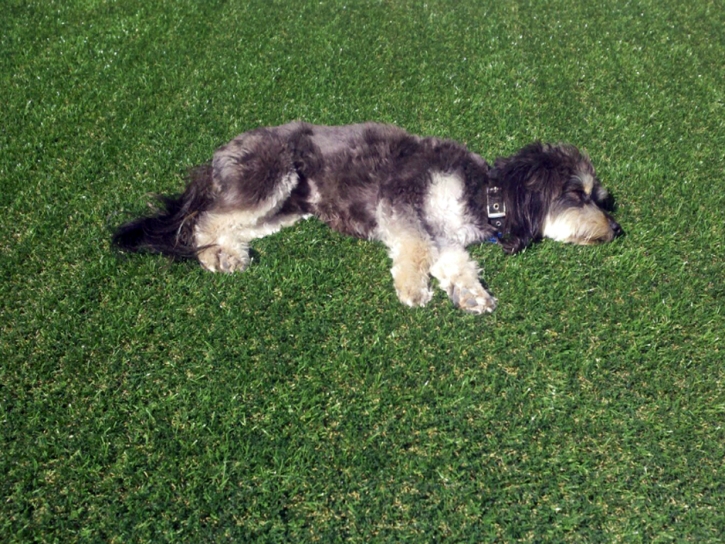 Artificial Pet Turf Takoma Park Maryland for Dogs Back Yard