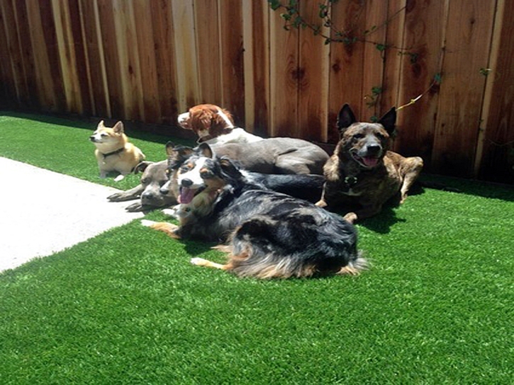 Fake Pet Turf Westphalia Maryland for Dogs