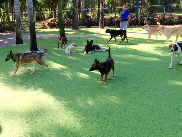 Grass Turf Cabin John, Maryland Pet Turf, Dog Kennels