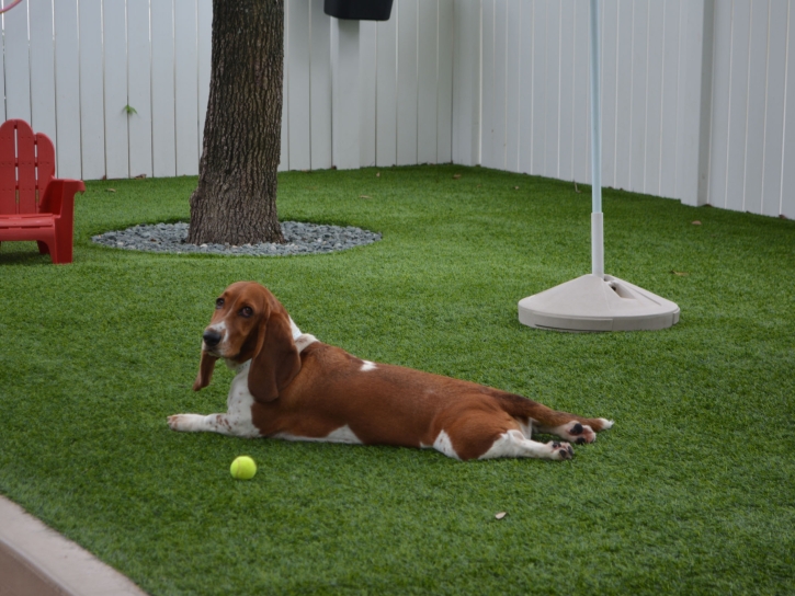 Outdoor Carpet New Market, Maryland Dog Pound, Dogs