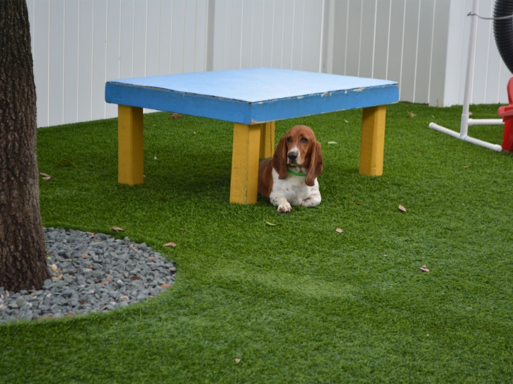 Synthetic Lawn Mellwood, Maryland Dog Hospital, Dogs Park